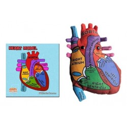 GM MODELLO CUORE XL Heart Model | Agile Italia