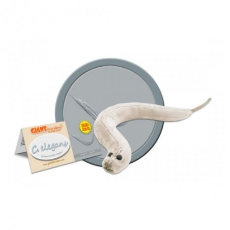 GIANTMICROBES C. ELEGANS