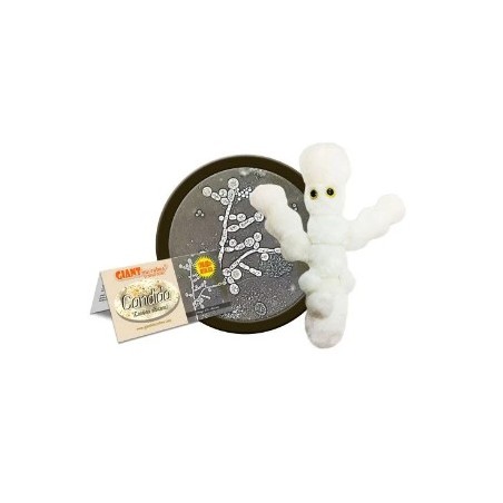 GIANTMICROBES CANDIDA