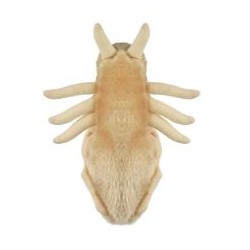 GIANTMICROBES PIDOCCHIO Louse | Agile Italia