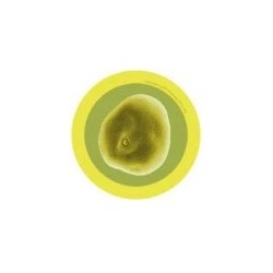 GIANTMICROBES POLLINE - FEBBRE DA FIENO Pollen (Hay Fever)