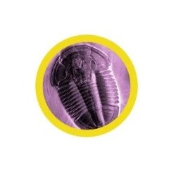 GIANTMICROBES TRILOBITE (Asaphiscus Wheeleri) | Agile Italia