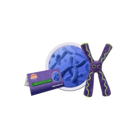 GIANTMICROBES CROMOSOMA Chromosome