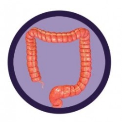 GIANTMICROBES COLON | Agile Italia