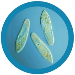 GIANTMICROBES PARAMECIO Paramecium (Paramecium Caudatum)