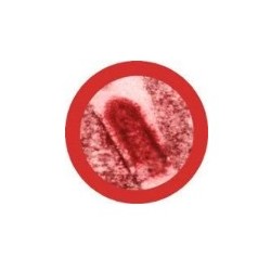 GIANTMICROBES RABBIA VIRUS Rabies | Agile Italia