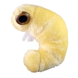 GIANTMICROBES TARLO DEI LIBRI Bookworm (Anobium Punctatum)