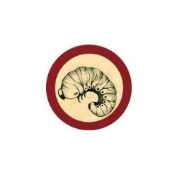 GIANTMICROBES TARLO DEI LIBRI Bookworm (Anobium Punctatum)