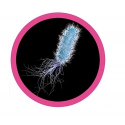 Giantmicrobes Pseudomonas Aeruginosa | Agile Italia