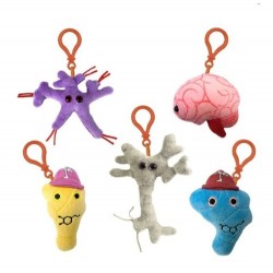 GM BOX CERVELLO SCIENTIFICO Brain Science | Agile Italia