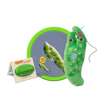 GIANTMICROBES EUGLENA (Euglena Gracilis)