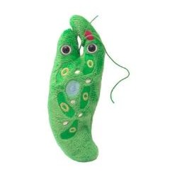 GIANTMICROBES EUGLENA (Euglena Gracilis) | Agile Italia