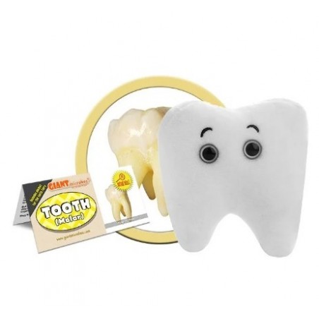GIANTMICROBES DENTE MOLARE Tooth Molar