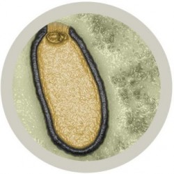 GIANTMICROBES ZOMBIE VIRUS Pithovirus sibericum | Agile Italia