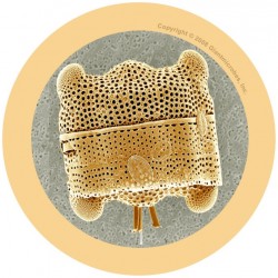 GIANTMICROBES MINI MELMA Scum | Agile Italia