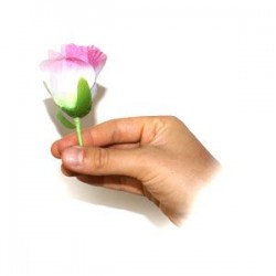 Rose dal Nulla - Apparizione del fiore | Agile Italia