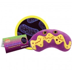 GIANTMICROBES MITOCONDRIO Mitochondria | Agile Italia