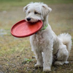 Frisbee RockStar - per i cani e non solo.... | Agile Italia