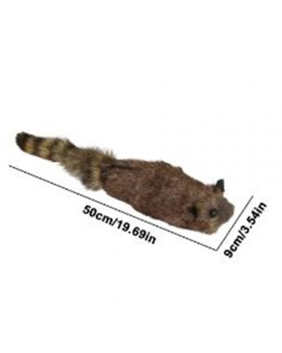 Racoon Procione Orsetto Lavatore