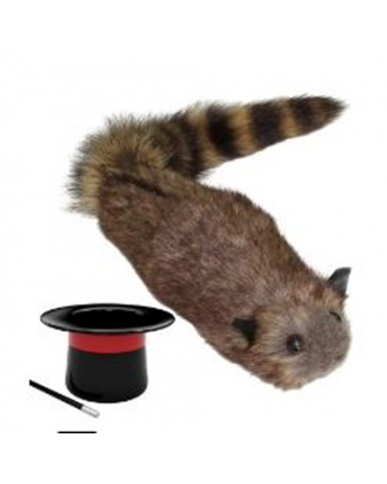 Racoon Procione Orsetto Lavatore