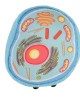 GIANTMICROBES CELLULA ANIMALE Animal Cell