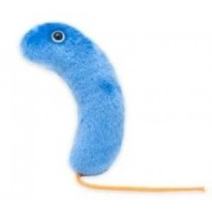 GIANTMICROBES COLERA Cholera