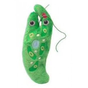 GIANTMICROBES EUGLENA (Euglena Gracilis)