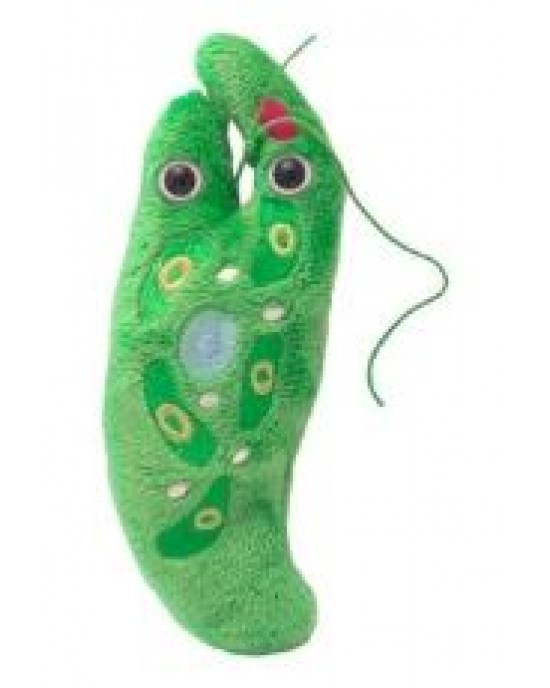 GIANTMICROBES EUGLENA (Euglena Gracilis)