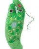 GIANTMICROBES EUGLENA (Euglena Gracilis)