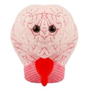 GIANTMICROBES CERVELLO brain