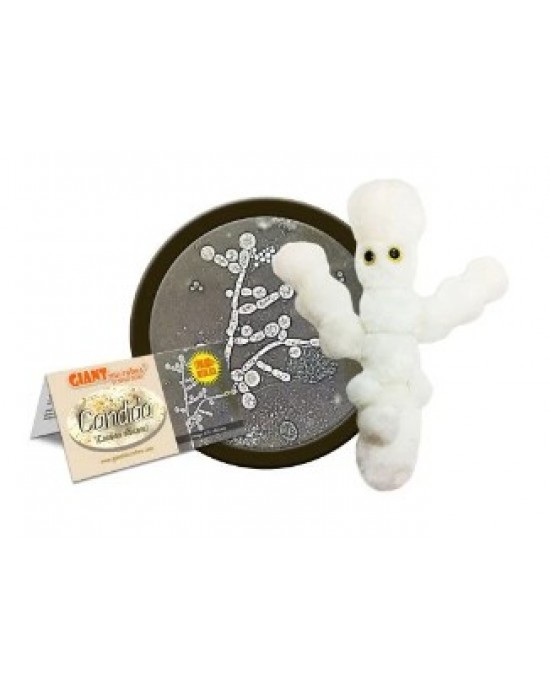 GIANTMICROBES CANDIDA