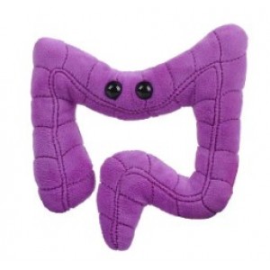 GIANTMICROBES COLON