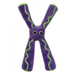 GIANTMICROBES CROMOSOMA Chromosome
