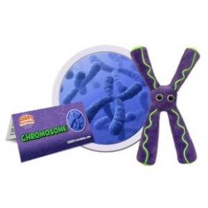 GIANTMICROBES CROMOSOMA Chromosome