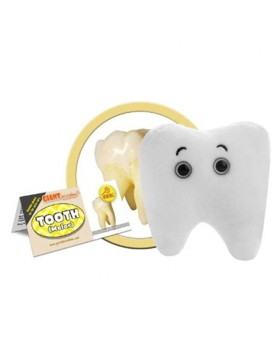 GIANTMICROBES DENTE MOLARE Tooth Molar