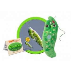 GIANTMICROBES EUGLENA (Euglena Gracilis)