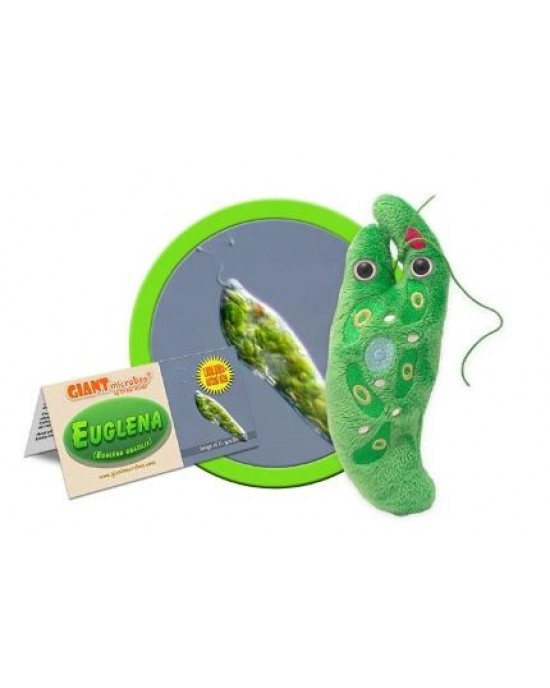 GIANTMICROBES EUGLENA (Euglena Gracilis)