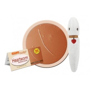 GIANTMICROBES FILARIA (Dirofilaria immitis)