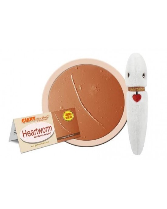 GIANTMICROBES FILARIA (Dirofilaria immitis)