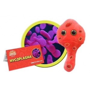 GIANTMICROBES MYCOPLASMA (Mycoplasma genitalium)
