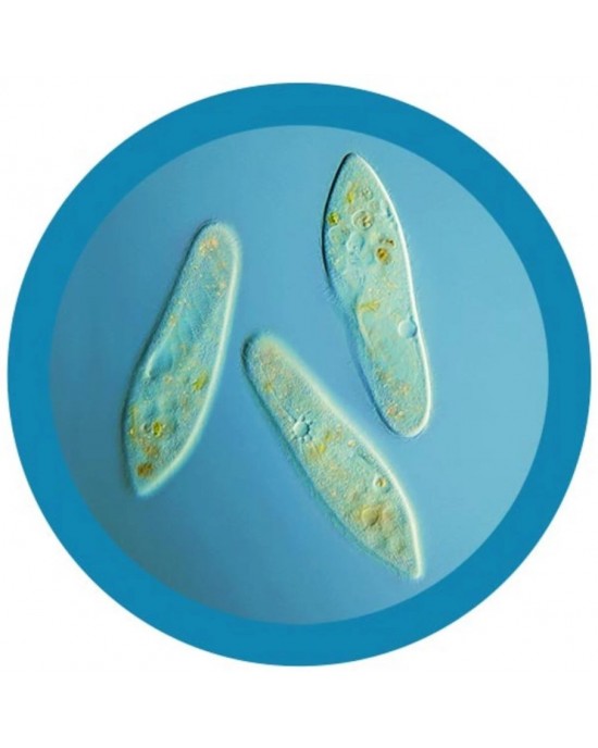 GIANTMICROBES PARAMECIO Paramecium (Paramecium Caudatum)