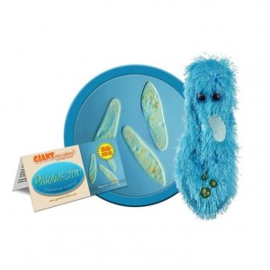 GIANTMICROBES PARAMECIO Paramecium (Paramecium Caudatum)