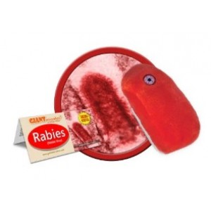 GIANTMICROBES RABBIA VIRUS Rabies