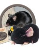 GIANTMICROBES TOPO NERO (CAVIA) Black Lab Mouse