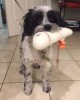 GIANTMICROBES FILARIA (Dirofilaria immitis)
