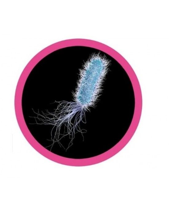 GIANTMICROBES PSEUDOMONAS AERUGINOSA