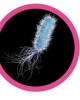 GIANTMICROBES PSEUDOMONAS AERUGINOSA