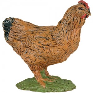 GALLINA MARRONE
