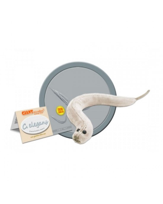 GIANTMICROBES C. ELEGANS
