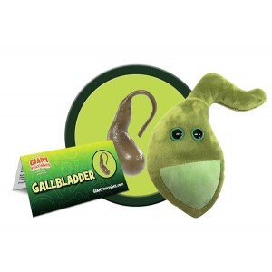 GIANTMICROBES CISTIFELLEA Gallbladder